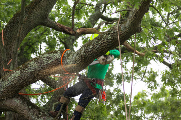 Reliable Geraldine, AL Tree Services Solutions